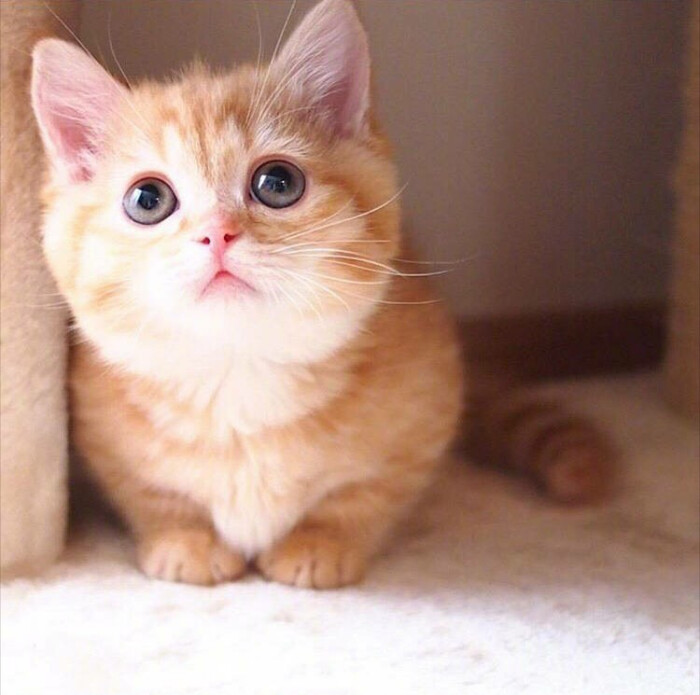 喵喵喵 猫咪 猫奴 铲屎官 吸猫 云养猫 萌 软萌 小可爱 超萌 爱宠