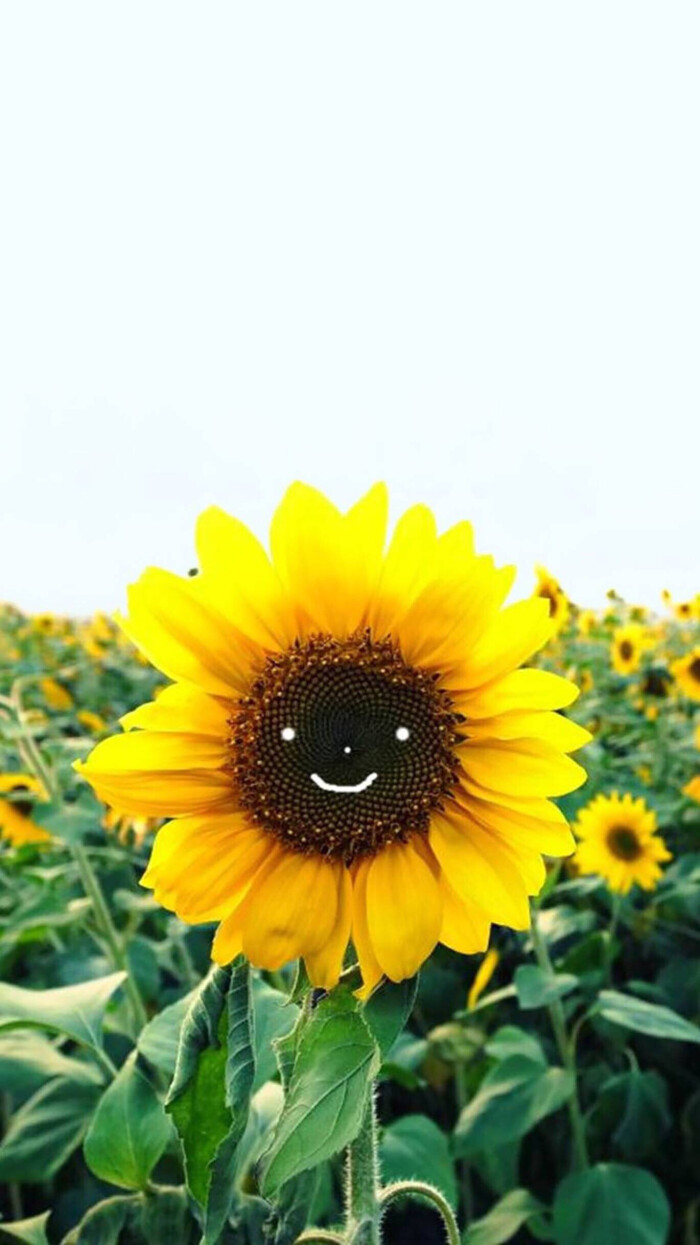 向阳花.壁纸