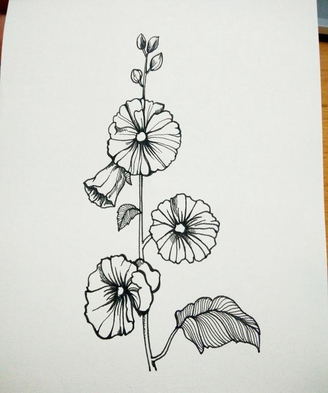 针管笔 动植物 黑白 线稿细腻意境精致唯美作者:会画画的云