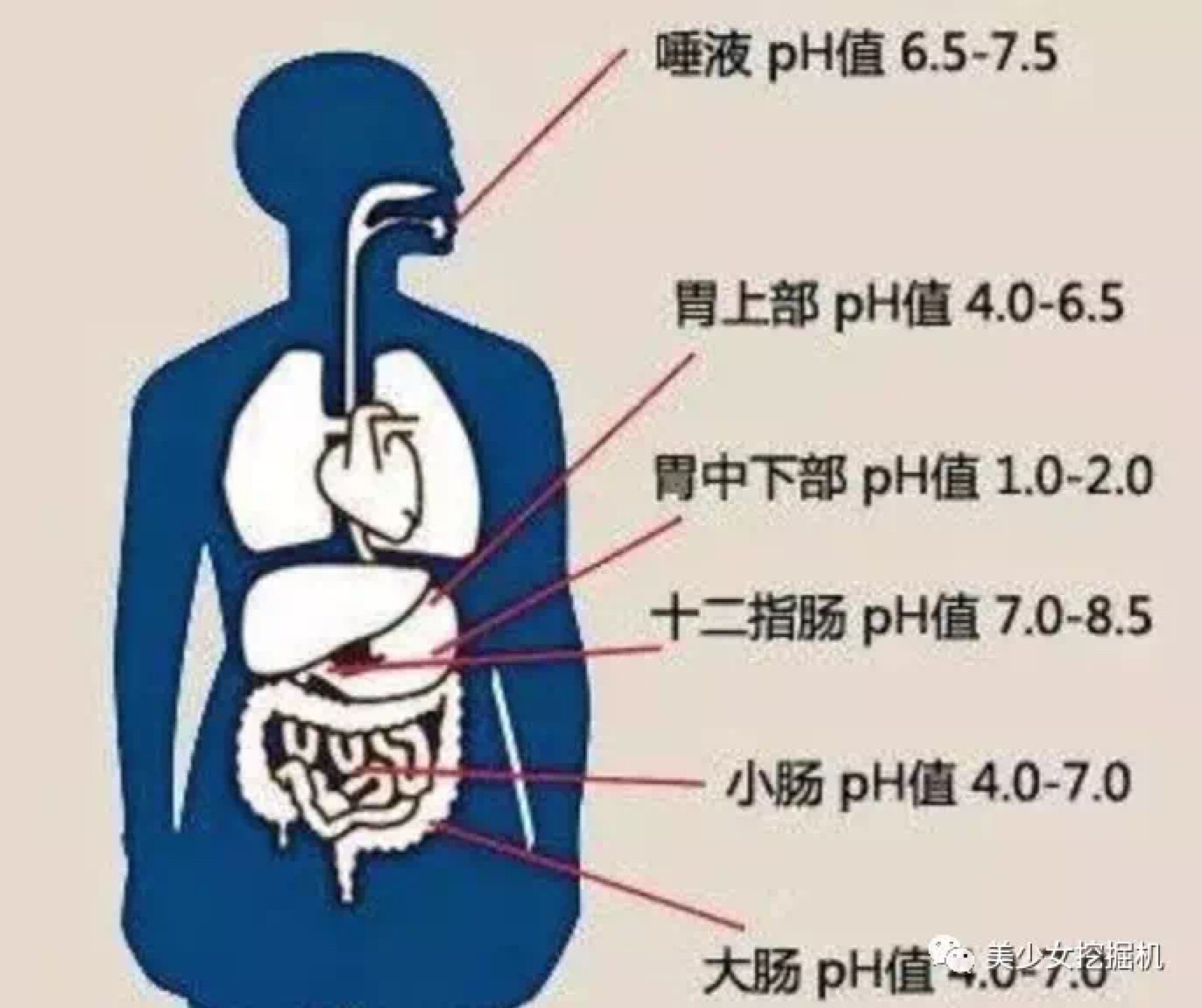 肝ph值过高有什么危害 ph危害健身