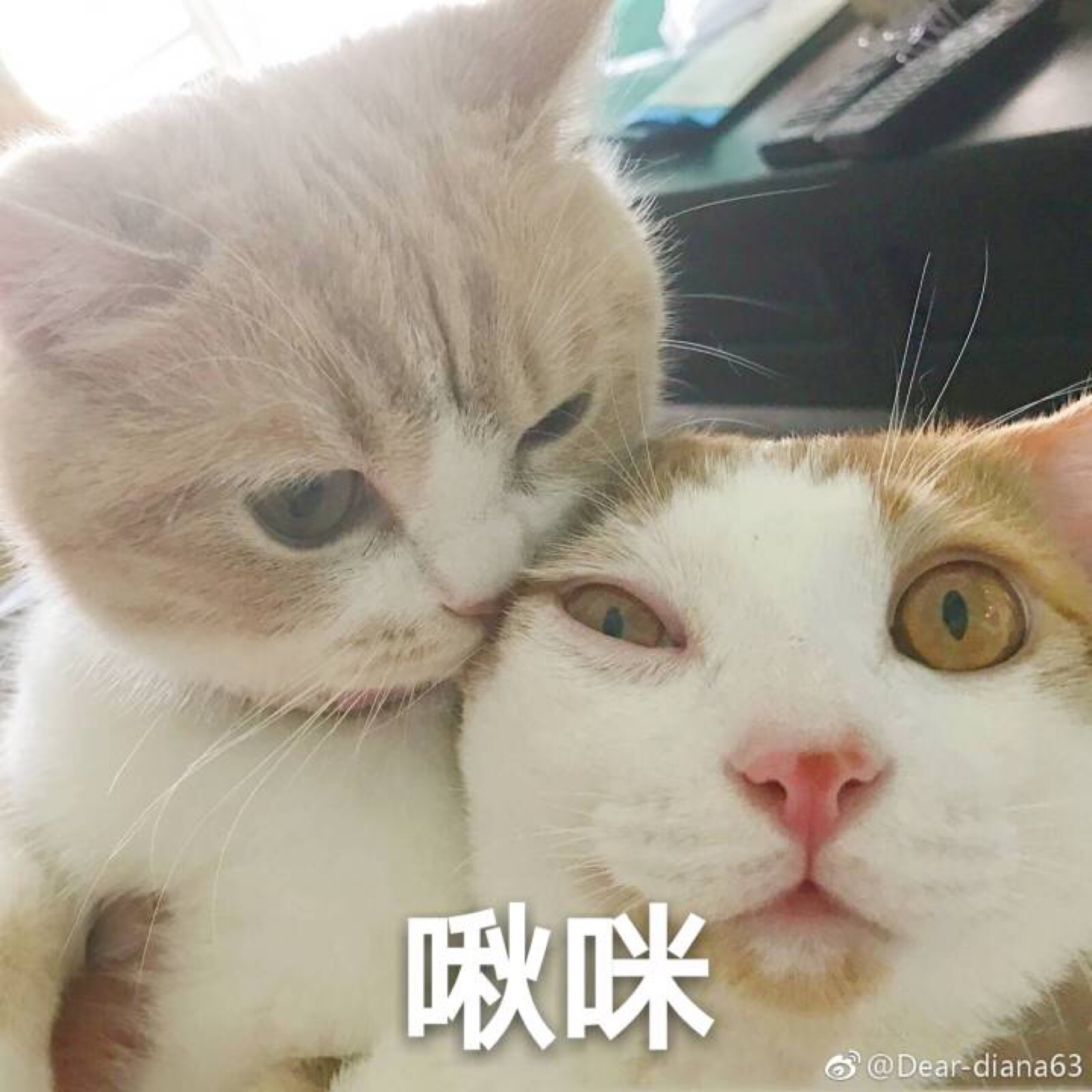 猫表情包 啾咪