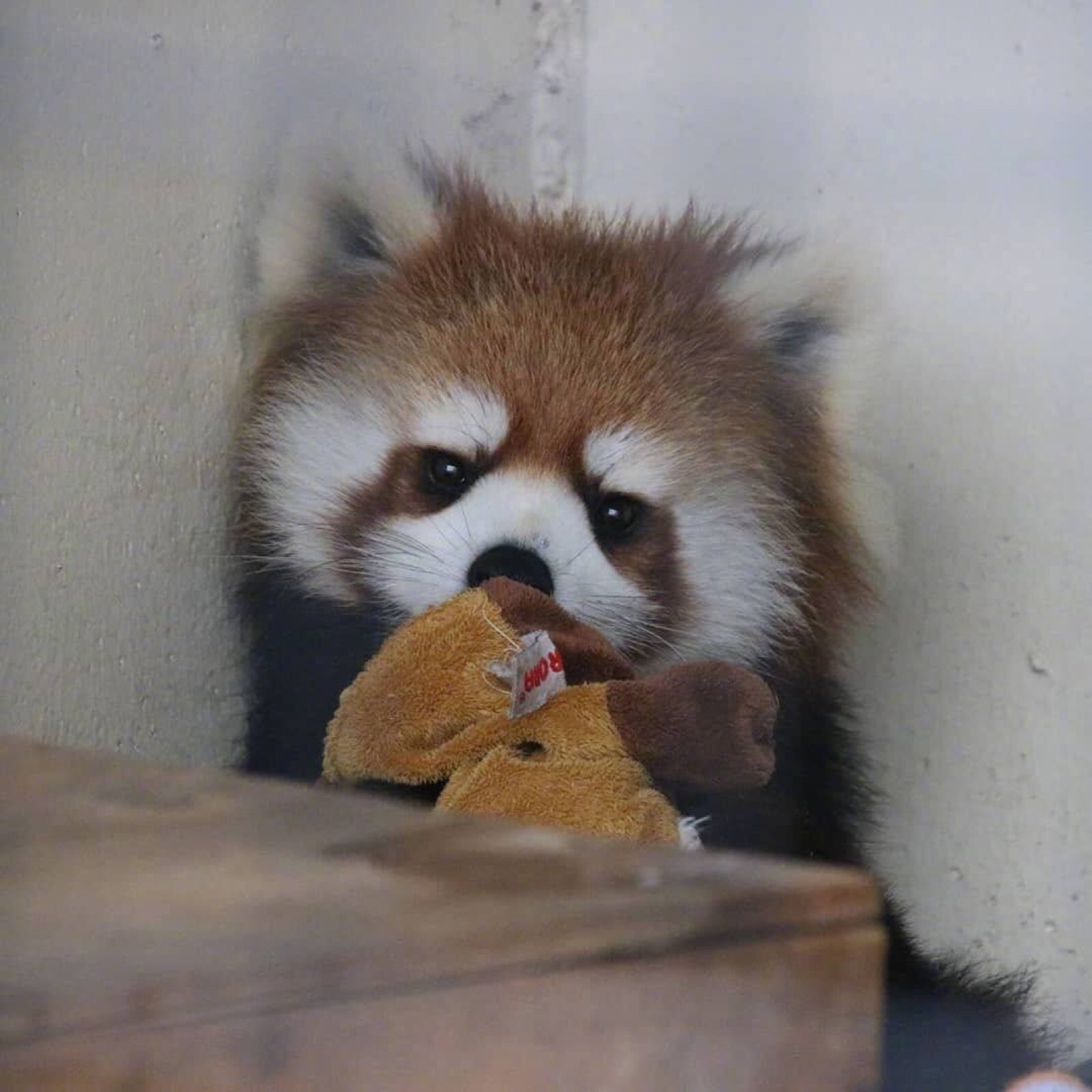 摄影师minatomirai镜头下円山动物园的小熊猫们,爱吃苹果,爱撒娇
