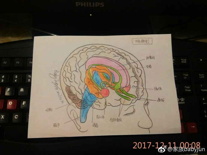 医学手绘,医学插画,医学美图