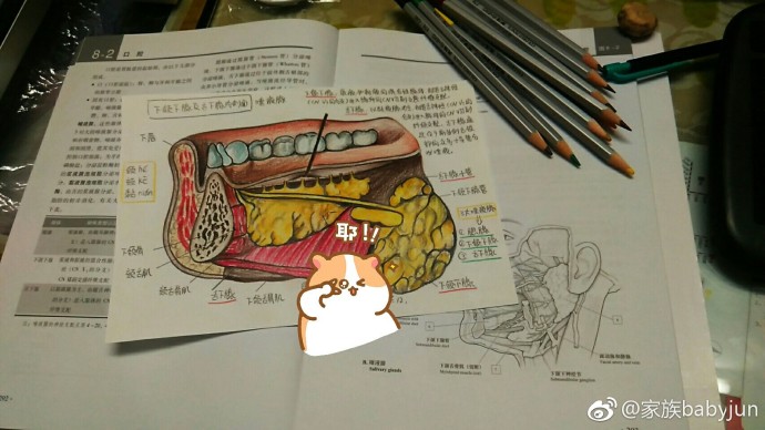 医学手绘,医学插画,医学美图