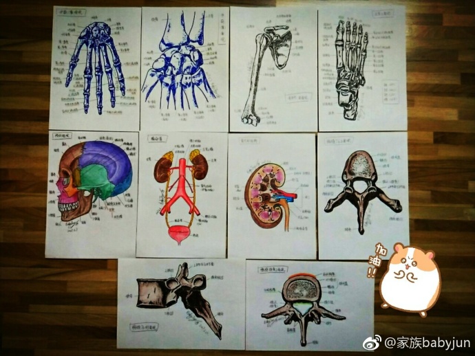 医学手绘,医学插画,医学美图