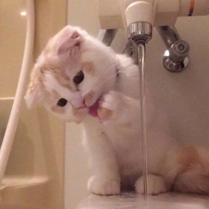 猫咪情侣头像