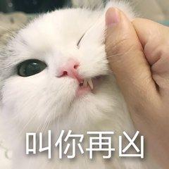 猫咪 布偶猫 威胁 可爱 软妹 表情包