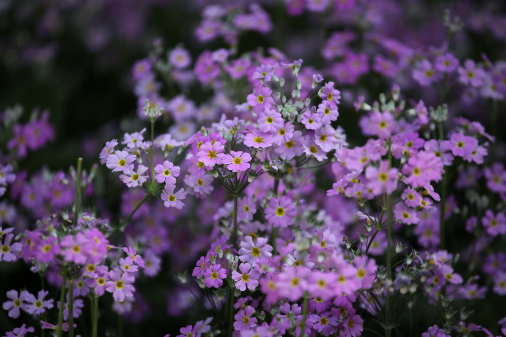 报春花 