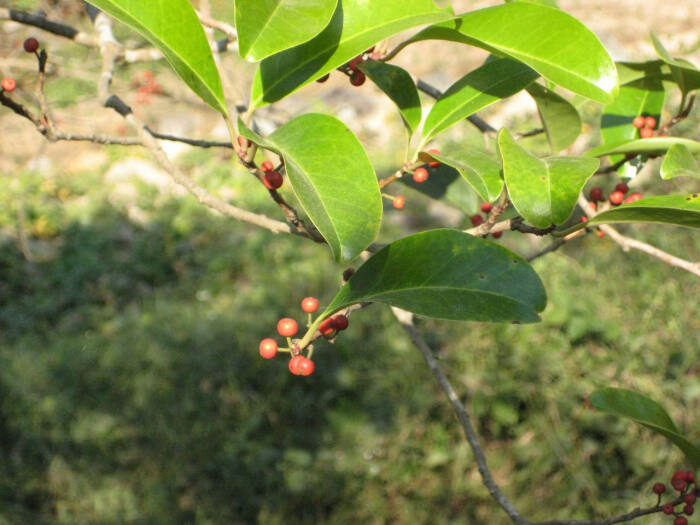 冬青科冬青属全缘冬青常绿小乔木,高5.5米;树皮灰白色.