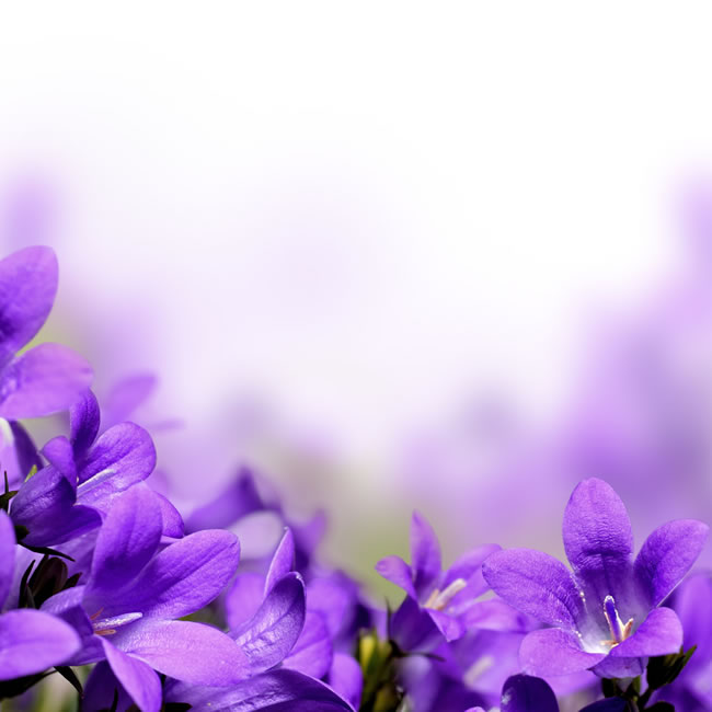 唯美紫色花卉背景图片