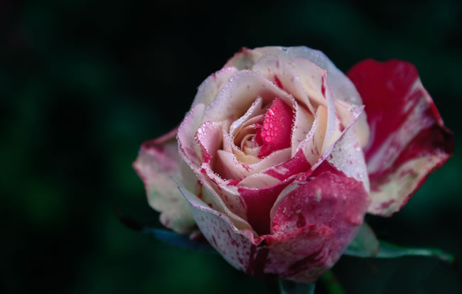 一支红白双色玫瑰花图片
