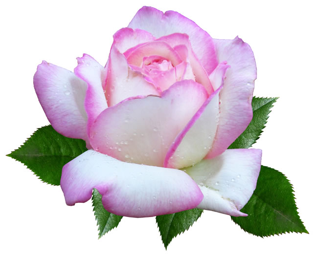 水珠粉色玫瑰花特写图片