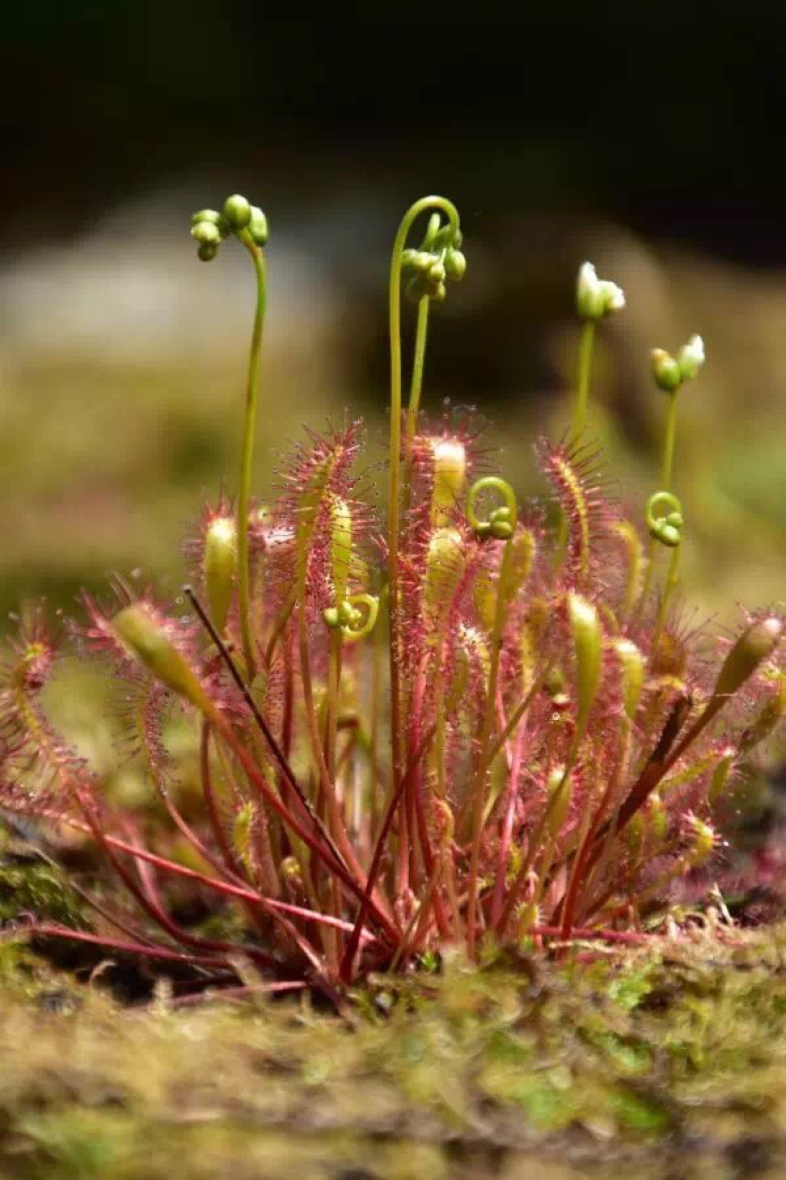 长叶茅膏菜(drosera anglica)