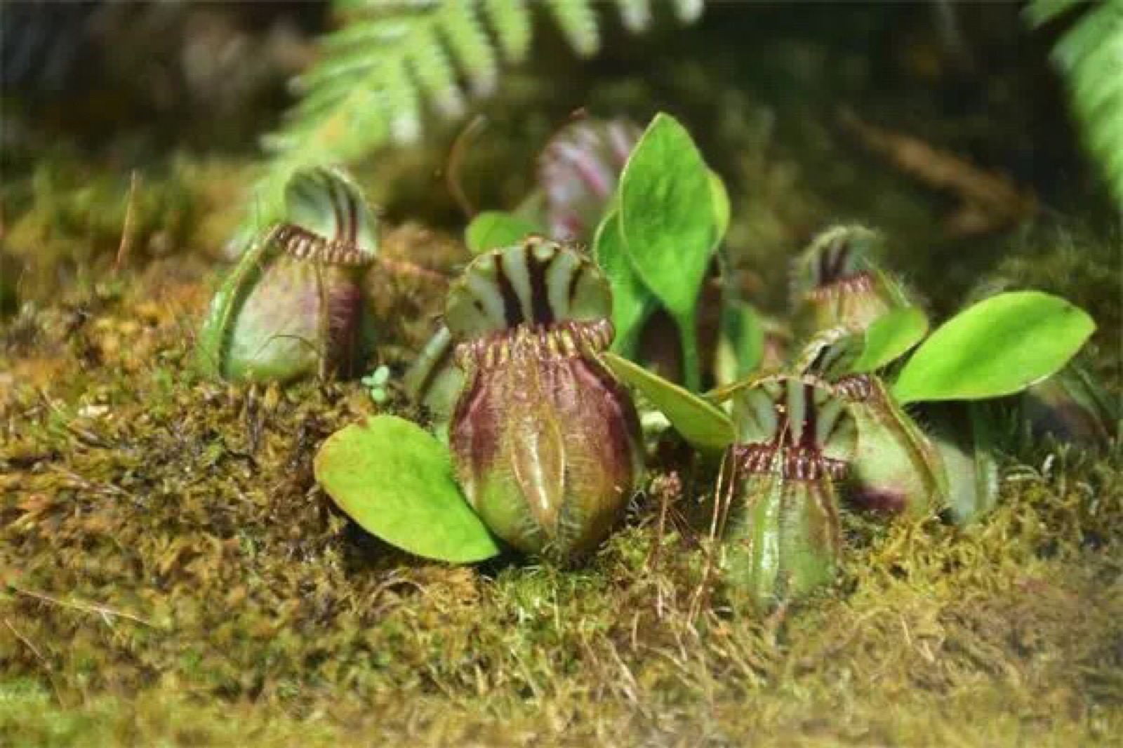 土瓶草(cephalotus follicularis)