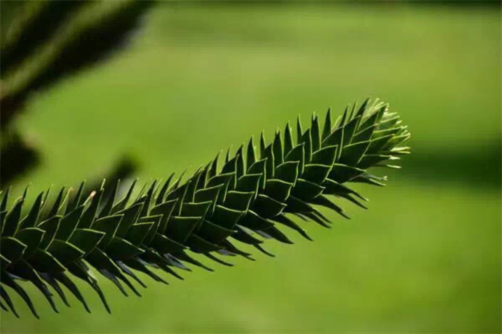 智利南洋杉(araucaria araucana