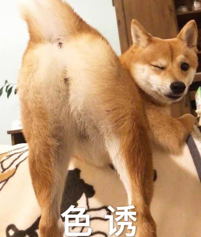 色诱(骚气柴犬