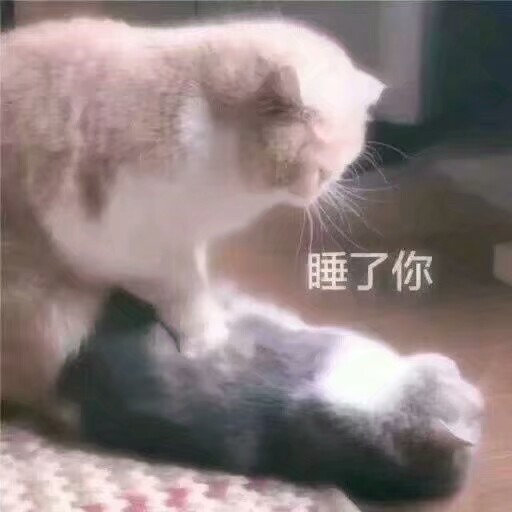 小猫咪表情包呀