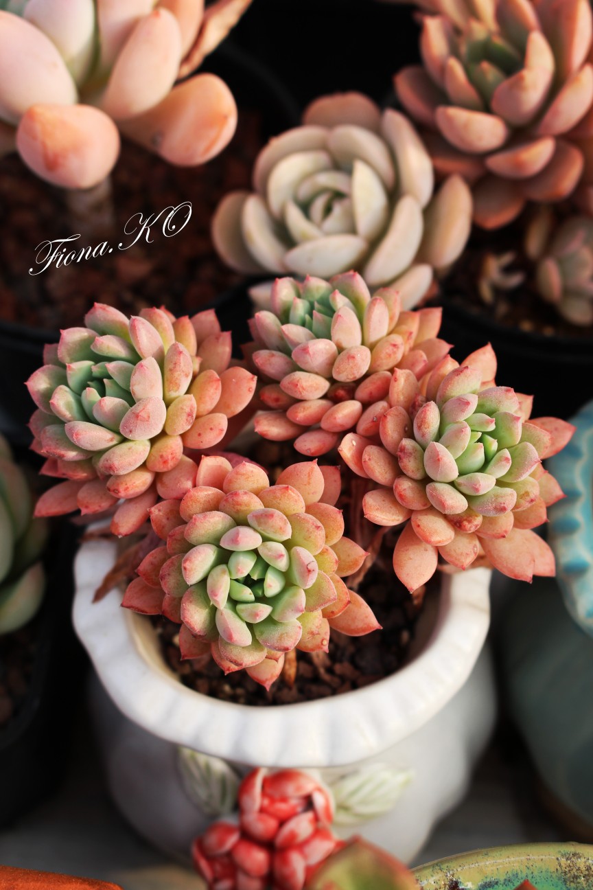 {莱恩小精灵}/多肉植物/盆栽