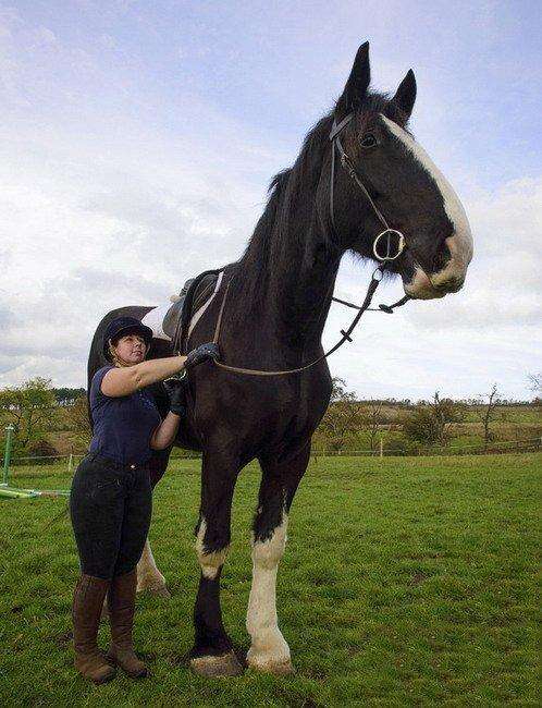 夏尔马(shire horse)是世界上知名的挽用马,也是世界上力量最大体型最