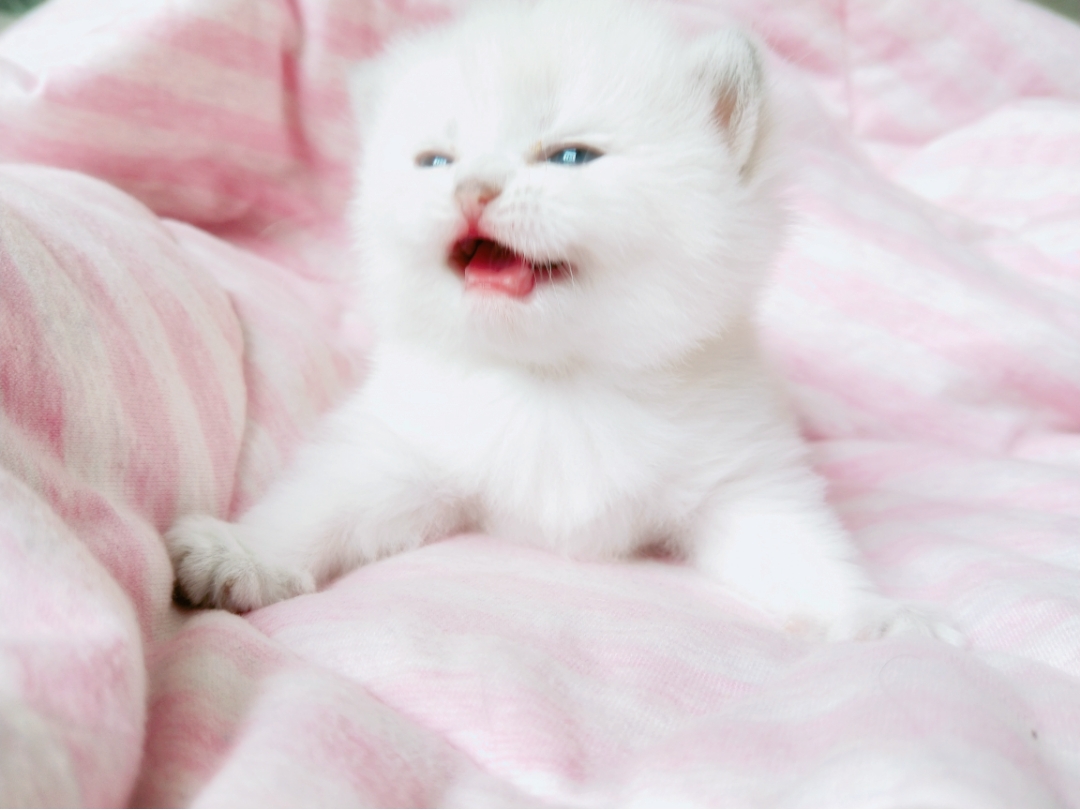 小奶猫是世界上最可爱的了叭