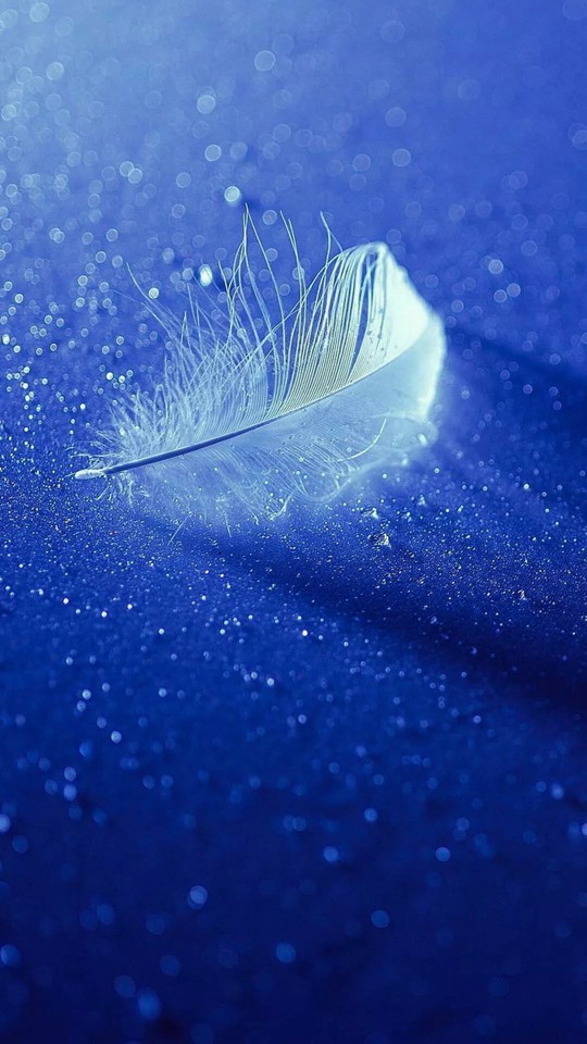 蓝色壁纸,羽毛