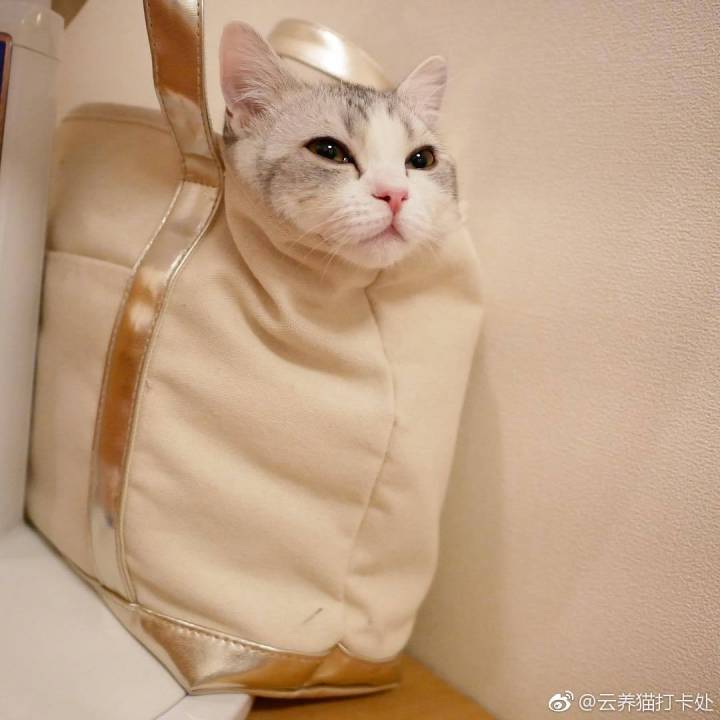 喵喵喵 猫咪 猫奴 铲屎官 吸猫 云养猫 萌 软萌 小可爱 超萌 爱宠