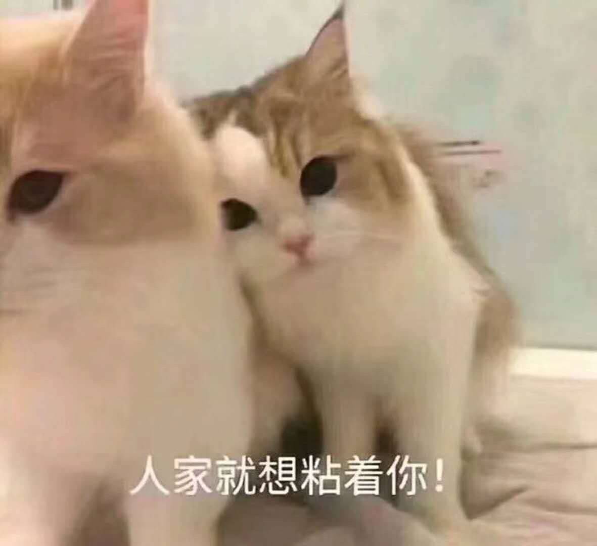 猫咪表情包