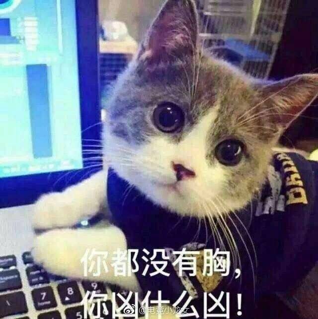 猫咪表情包