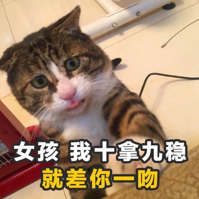 沙雕图之猫咪土味儿情话