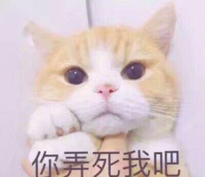 猫咪狗狗老鼠鸭子表情包可爱蠢萌套路小表情大表情打电话表情包小猪