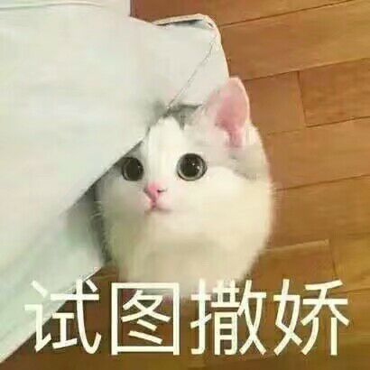 猫咪狗狗老鼠鸭子表情包可爱蠢萌套路小表情大表情打电话表情包小猪