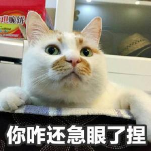 猫咪 楼楼 可爱 卖萌 软妹 表情包"你咋还急眼了捏" by卿似酒