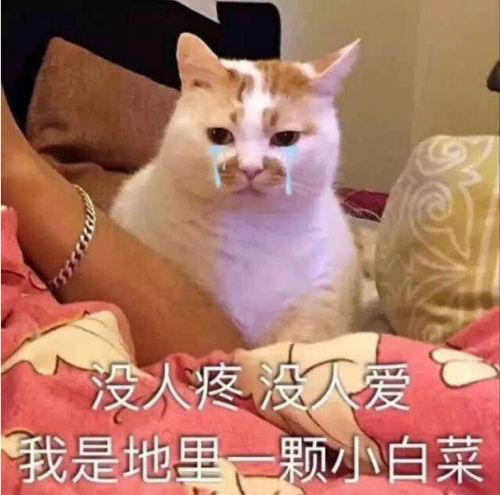 猫咪 楼楼 可爱 卖萌 软妹 流泪 可怜 表情包