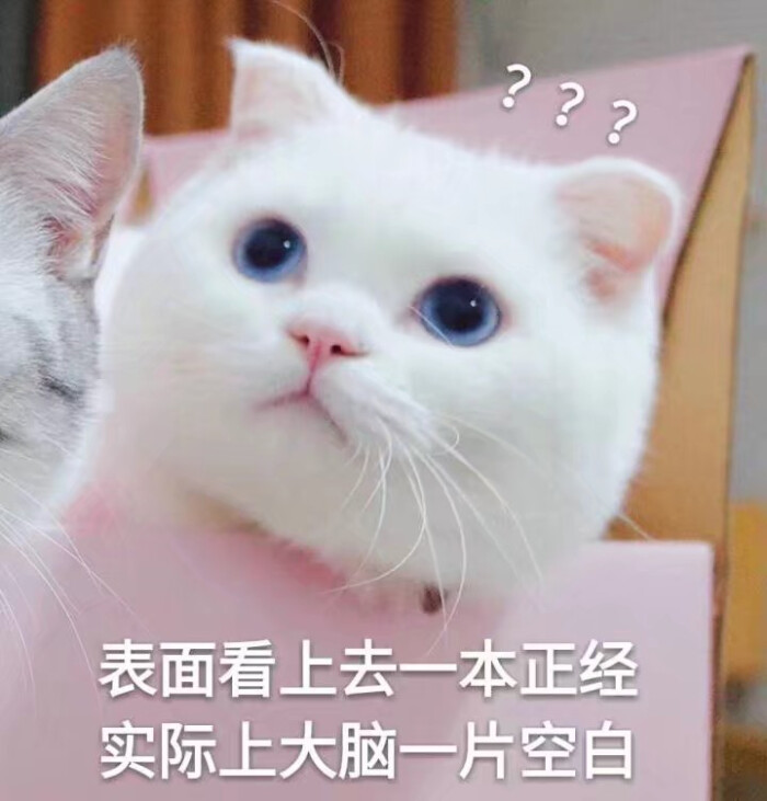 萌宠表情包 动物 可爱 猫咪 问号脸