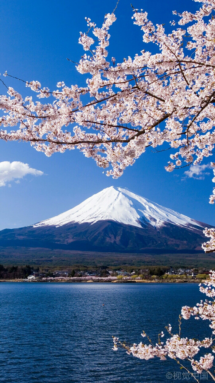 日本富士山和樱花