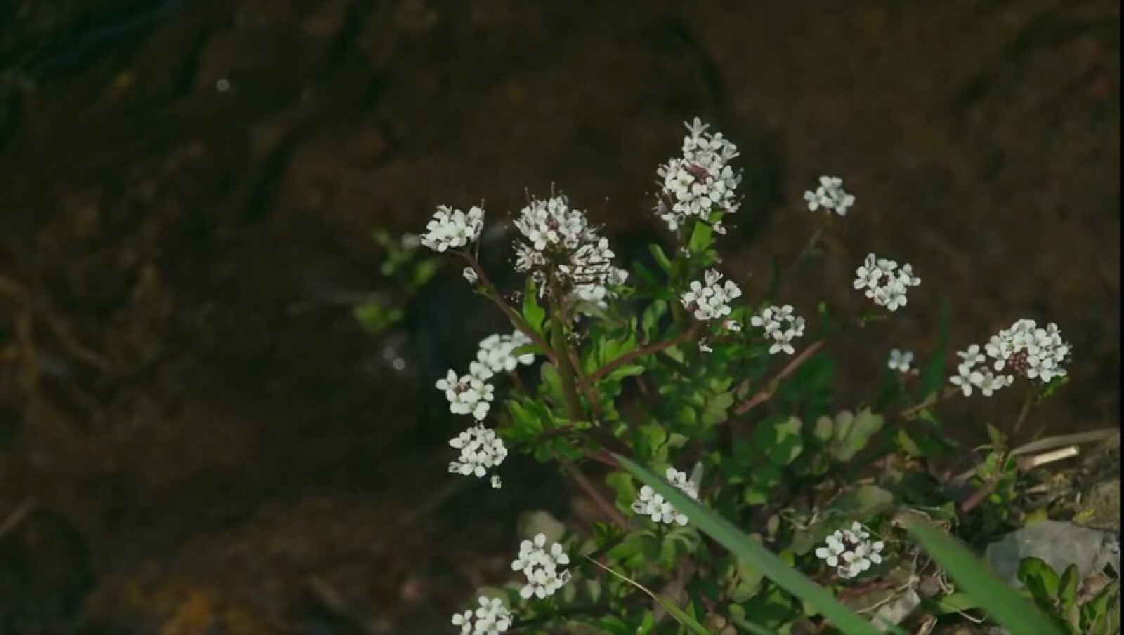 小森林 | 冬春篇.电影截屏