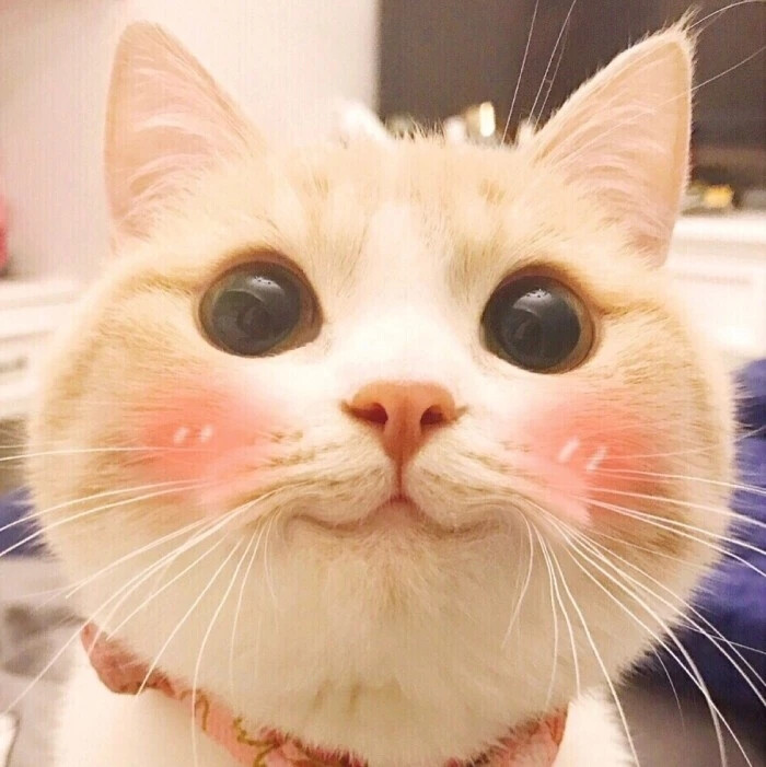 猫咪 头像 背景图