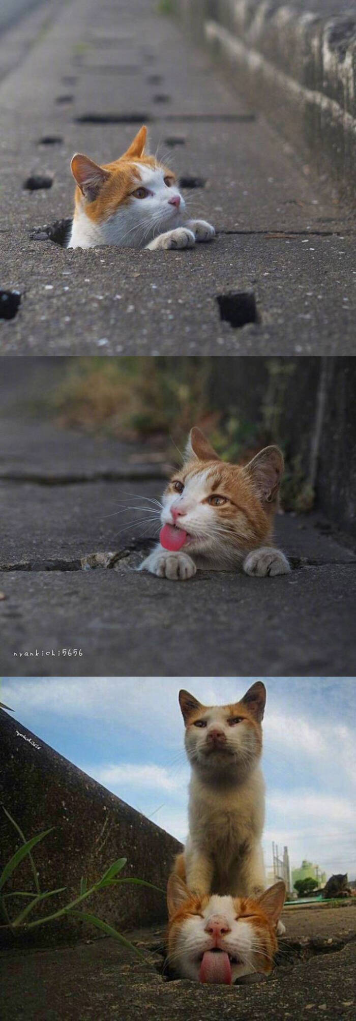 喵星人的喵星球#日本摄影师nyankichi拍摄的一组喜欢钻地洞的流浪猫咪