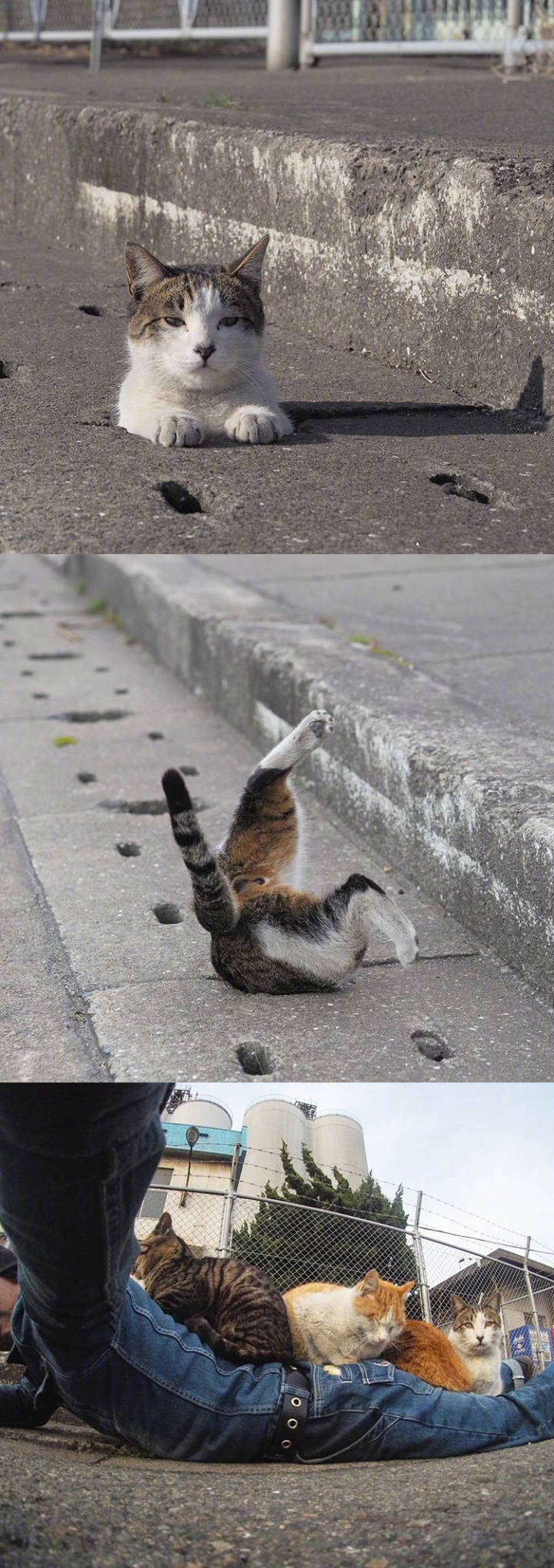 喵星人的喵星球#日本摄影师nyankichi拍摄的一组喜欢钻地洞的流浪猫咪