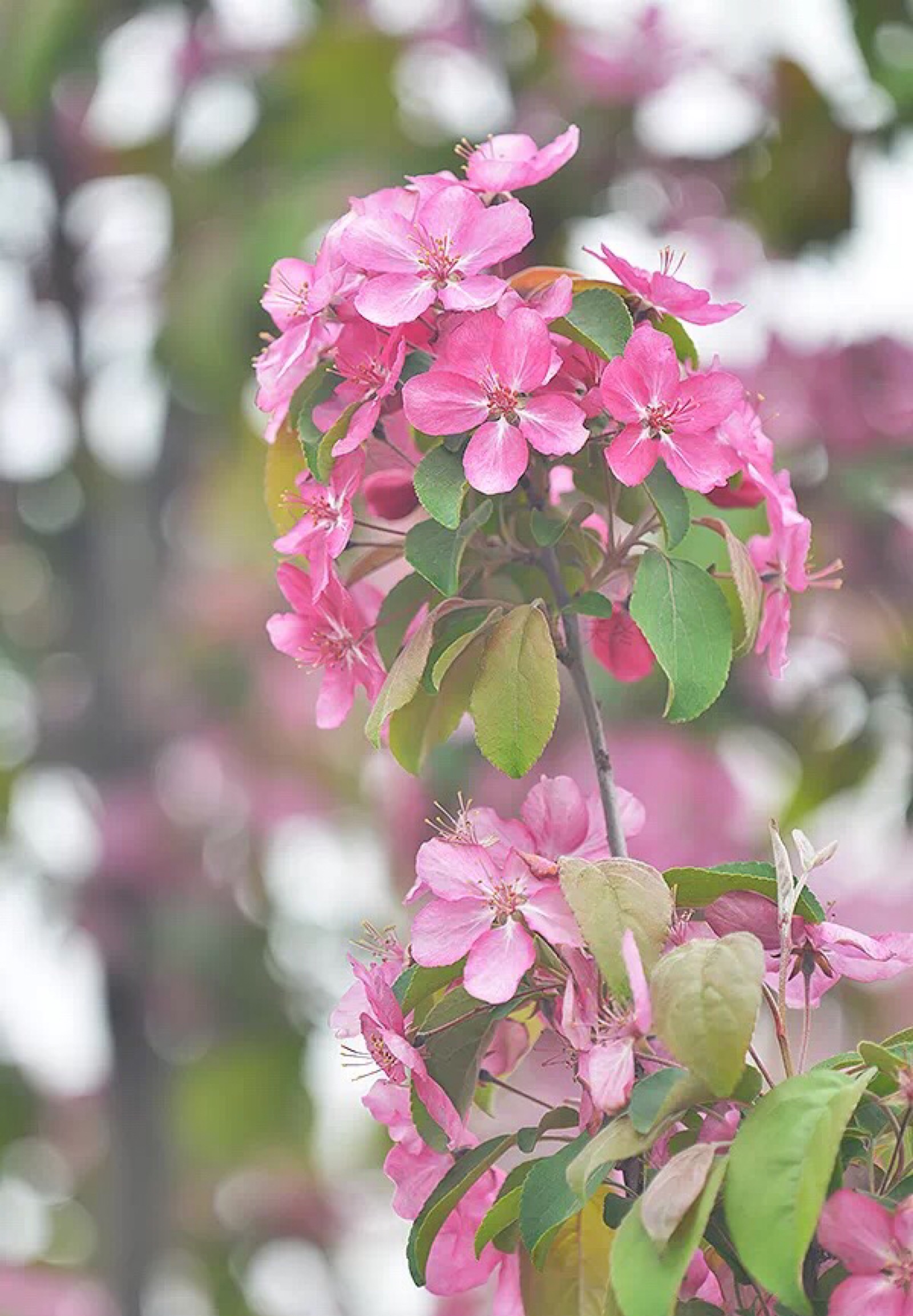 海棠"红巴伦" malus "red barron"