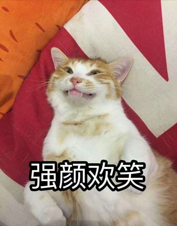 猫表情包可爱