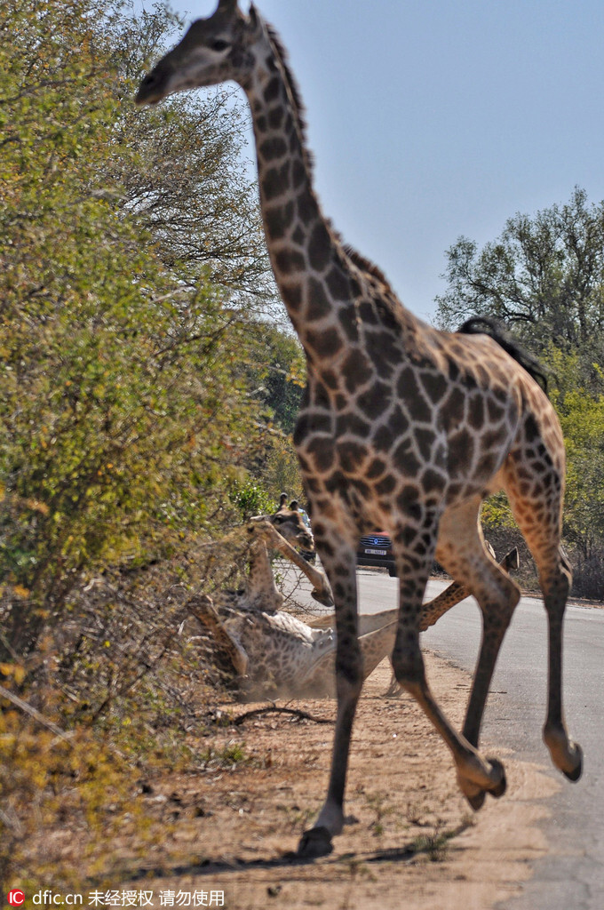 非洲长颈鹿跑步不慎滑倒 摔个大马趴