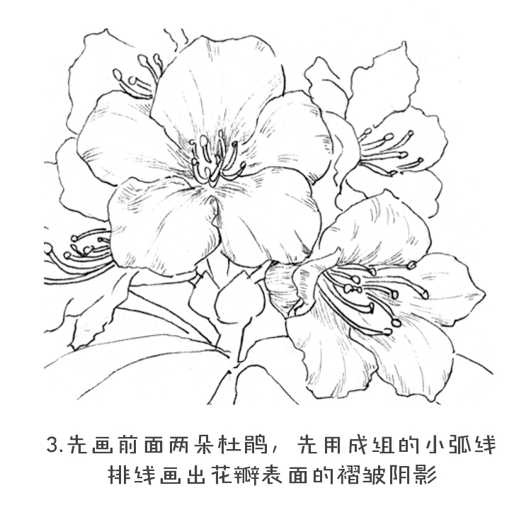 黑白花之绘杜鹃花