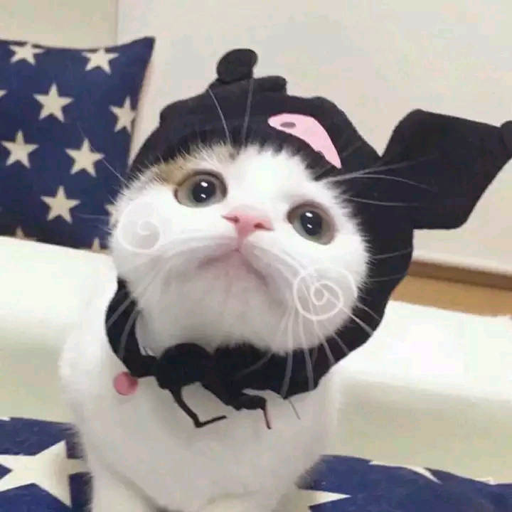 猫情头 