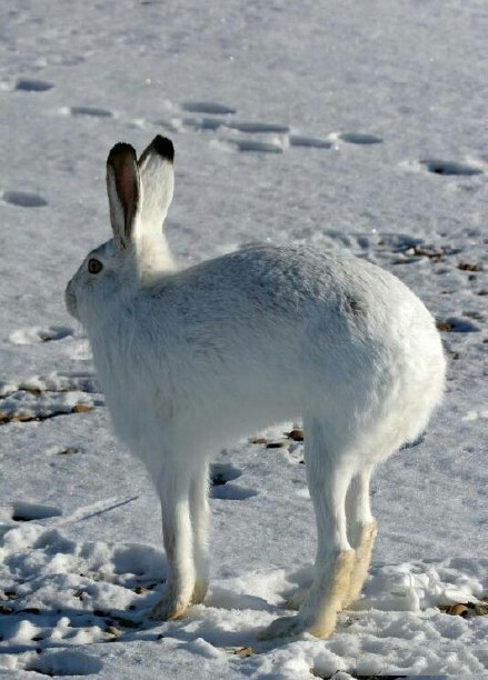 好可爱的北极兔,hello 小兔几,em.停!趴下!你还是别站起来了