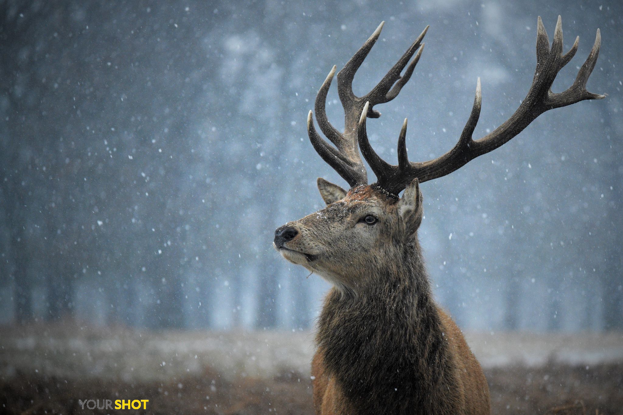 "这头牡鹿站在雪中,昂首远眺,眼神中透着高贵.