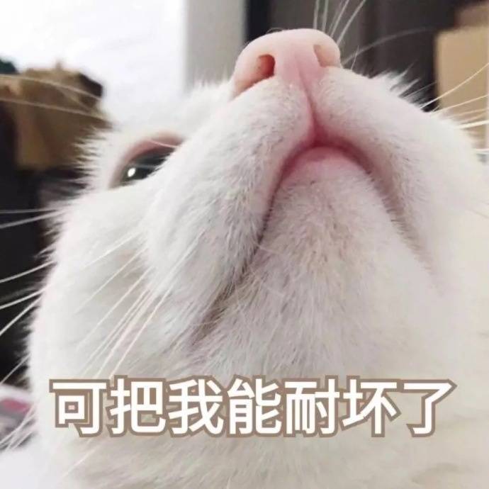 猫咪狗狗老鼠鸭子表情包可爱蠢萌套路小表情大表情打电话表情包小猪