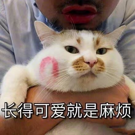 猫咪狗狗老鼠鸭子表情包可爱蠢萌套路小表情大表情打电话表情包小猪