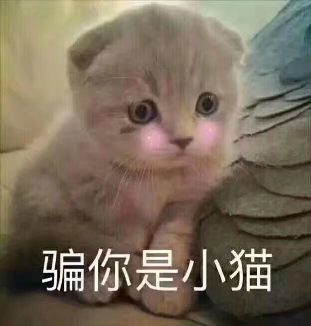 猫咪狗狗老鼠鸭子表情包可爱蠢萌套路小表情大表情打电话表情包小猪