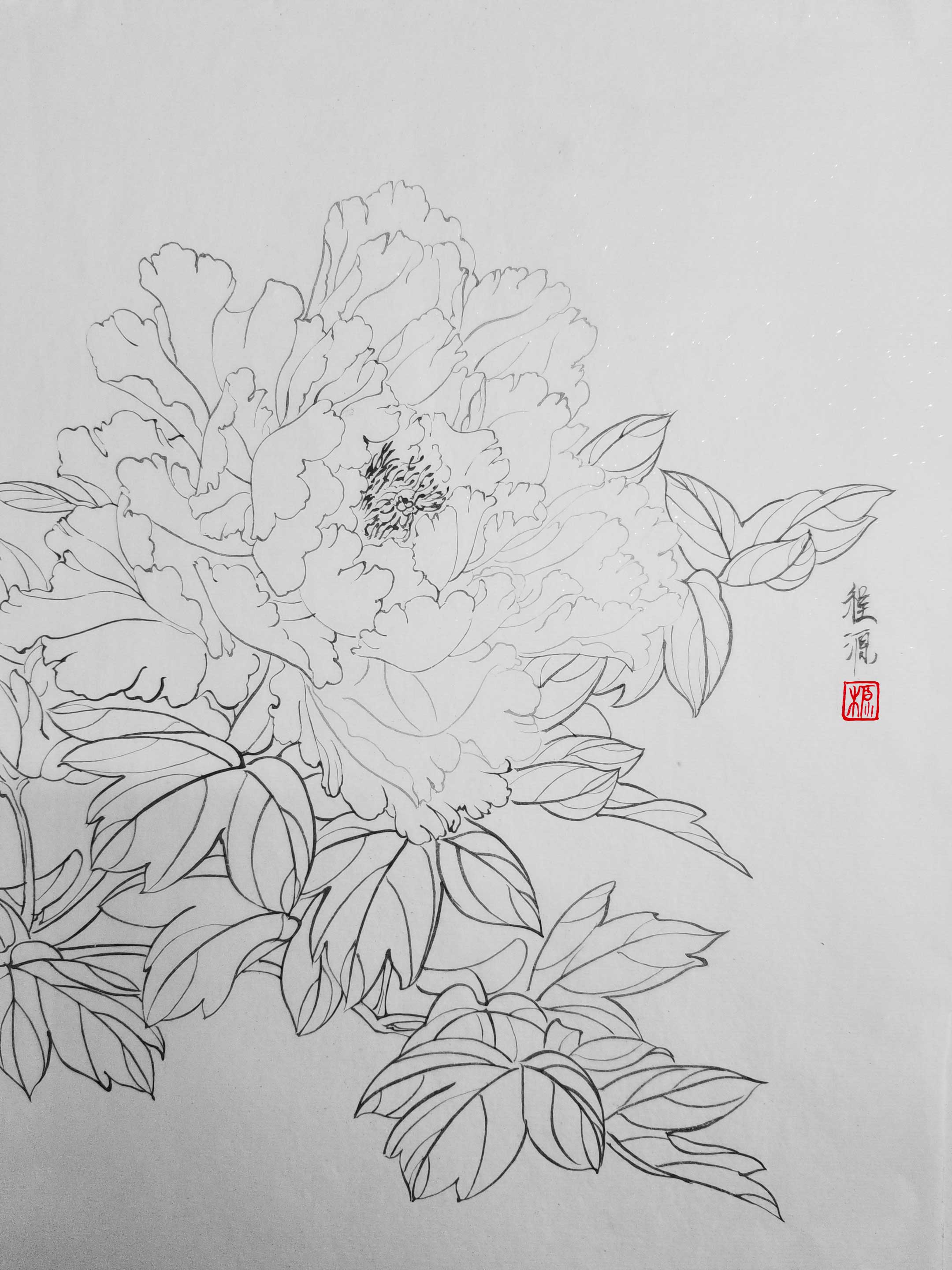 黑白 白描 牡丹 花卉 勾线 装饰画素材